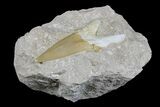 Eocene Otodus Shark Tooth Fossil in Rock - Huge Tooth! #171278-2